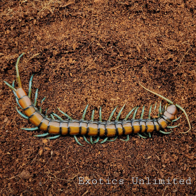 Scolopendra sp. Mint Leg centipede.