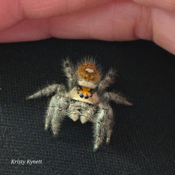 Phidippus regius (Regal Jumping Spider) Dragons Breath Color Form