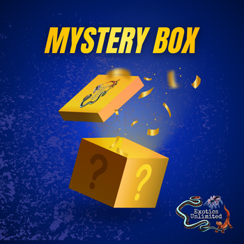 Tarantula Mystery Boxes