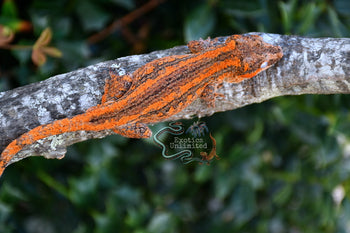 Orange Stripe Orange Base Gargoyle Gecko MALE SG082025-2