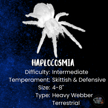 Haplocosmia sp 'Black Femur' Tarantula