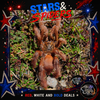 Amazonius germani (Orange Tree Spider Tarantula) 0.75-1" STARS SALE