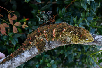 Leachanis Gecko LE070724
