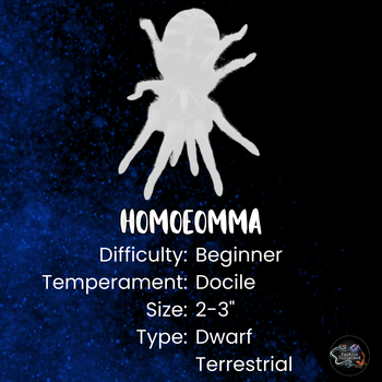 Homoeomma chilense (ex chilensis)(Euathlus sp. red) (Chilean Dwarf Flame Tarantula) about 3/4"