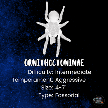 Ornithoctoninae sp "Phan Cay Red" (Purple Blaze Tree Tarantula)