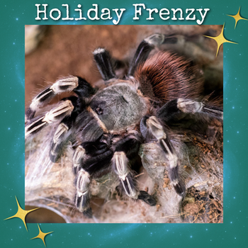 Vitalius (Ex. Nhandu) chromatus (Brazilian Red & White Tarantula) about 0.5"