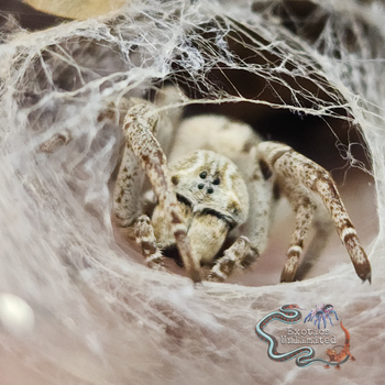 Stegodyphus lineatus 'Striped' (Sahara Velvet Spider) 1.5-2"