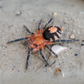 Cyriocosmus perezmilesi (Bolivian Dwarf Beauty Tarantula)

