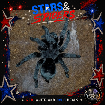 Grammostola pulchra (Brazilian Black Tarantula) 0.75-1"  STARS SALE