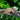 Orange Stripe Gargoyle Gecko - SG110324