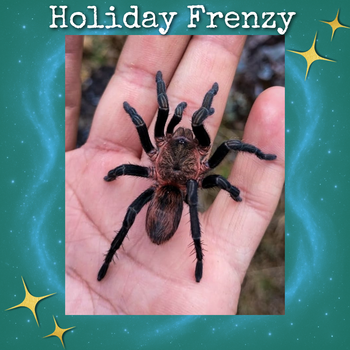 Theraphosidae sp 'Andes Pink' Tarantula 0.5" *USA FIRST*