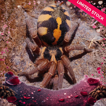 Hapalopus formosus (Pumpkin Patch Tarantula) 0.25-0.5"