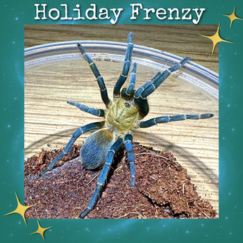 Cyclosternum sp 'Aureum' (Blue Lightning Tarantula) 0.25-0.5"