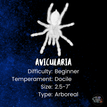 Avicularia aurantica Tarantula 0.5-0.75"