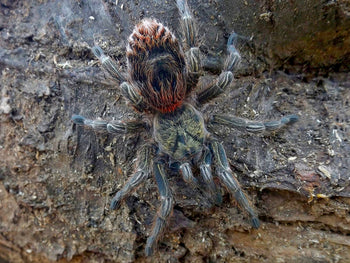 Euathlus manicata "green" (Chilean Emerald Flame Tarantula) 1-1.5”