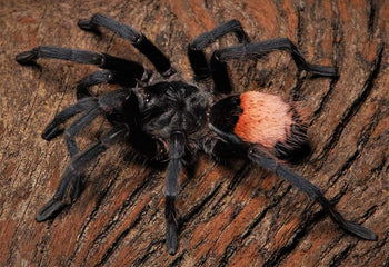 Hemirrhagus sp. larki Tarantula *First time in USA* **VERY RARE**