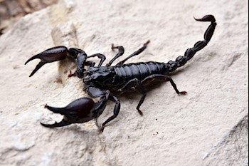 Heterometrus laoticus, Laotian Black Forest scorpion.