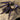 Omothymus violaceopes (Singapore Blue Tarantula)