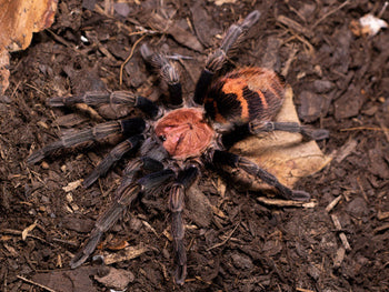 Davus pentaloris, Guatemalan Tiger Rump tarantula, male.