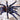 Lasiocyano sazimai (Brazilian Blue Tarantula) 0.5" FREE AFTER $150 SPENT