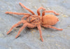 Neoholothele incei, Trinidad Gold morph tarantula.