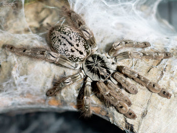 Heteroscodra maculata (Togo Starburst Tarantula) 0.5" FREE AFTER $100 SPENT