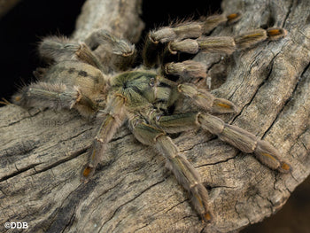Psalmopoeus cambridgei (Trinidad Chevron Tarantula ) 1.5"