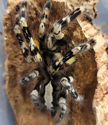 Poecilotheria striata (Mysore Ornamental Tarantula)