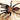 Chilobrachys fimbriatus, Indian Violet tarantula, 0.5 to 0.75 inch.