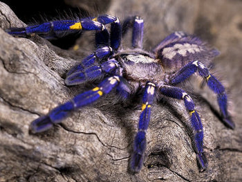 Poecilotheria metallica (Gooty Sapphire Tarantula) 1.25-1.5"
