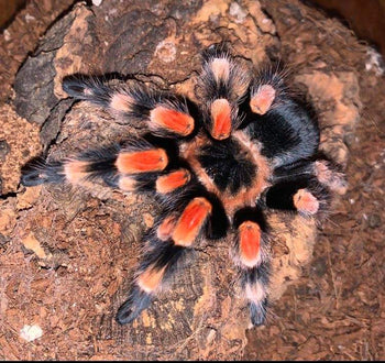 Brachypelma smithi (ex annitha) (Mexican Giant Red Knee Tarantula)