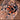 Brachypelma smithi, formerly annitha, Mexican Giant Red Knee tarantula.
