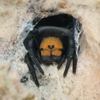 Eresus moravicus, Golden Face Velvet spider.