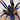 Psednocnemis brachyramosa (Malaysian Blue Femur Tarantula) Mature Male
