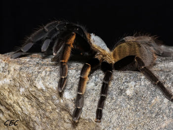 Ornithoctonus aureotibialis (Thailand Gold Fringe Tarantula)