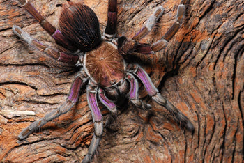 Pamphobeteus insignis (Colombian Purple Bloom Tarantula) (True Insignis)