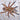 Idiothele mira (Bluefoot Trapdoor Baboon Tarantula) Mature Male