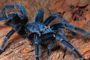 Phormictopus sp. Blue Azul, Dominican Blue Bird Eater tarantula.