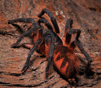 Davus sp. 'panama' (Lava Tarantula) 0.33-0.5"