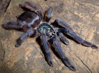 Tapinauchenius violaceus (Purple Tree Spider)