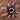 Megaphobema robustum (Colombian Giant Redleg Tarantula)