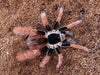 Megaphobema robustum, Colombian Giant Redleg tarantula.