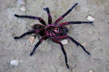 Xenesthis sp. 'Bright' (Bright Beauty Bird Eater Tarantula)
