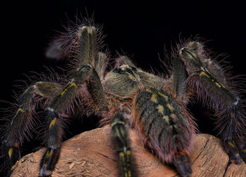 Poecilotheria rufilata (Red Slate Ornamental Tarantula) FEMALE 7"