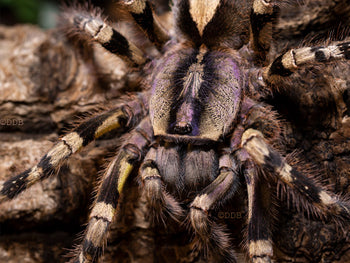 Poecilotheria hanumavilasumica  (Rameshwaram Ornamental Tarantula)