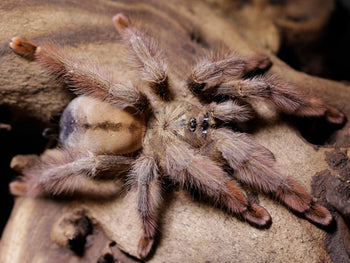 Psalmopoeus pulcher, Panama Blonde tarantula.