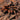 Hapalopus guerreroi, Speckle Patch tarantula.