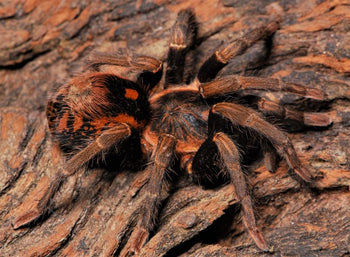 Hapalopus guerreroi (Speckle Patch Guerilla Tarantula) (Ex. vangoghi & sp. Guerilla)