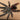 Avicularia avicularia (Guyana Pink Toe Tarantula) 0.75-1"