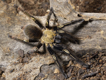 Ephebopus murinus (Skeleton Leg Tarantula) 1-1.5”